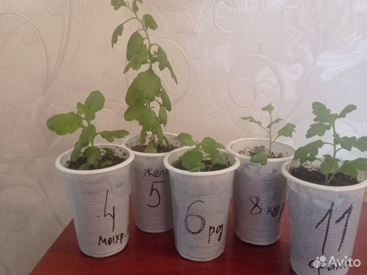 Хризантема мультифлора