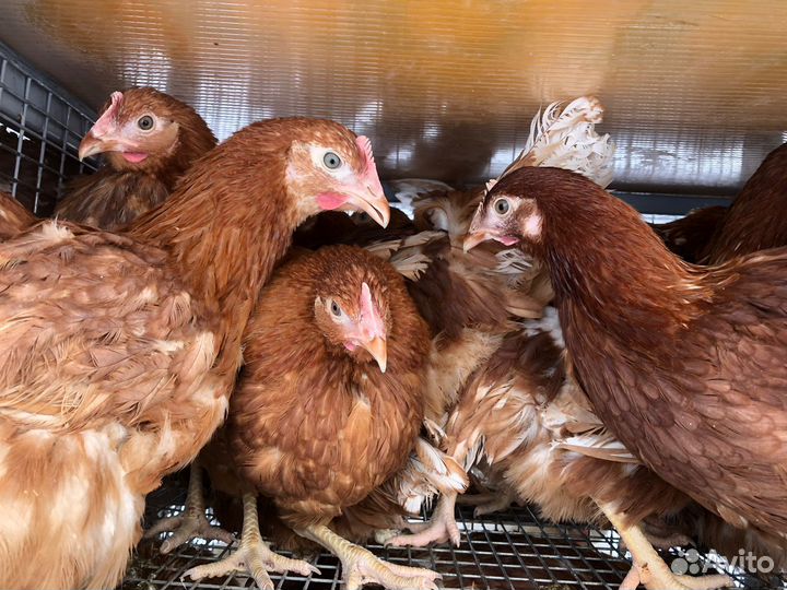 Отличная молодка