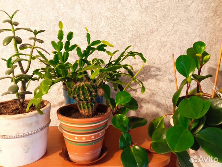 Цветы комнатные