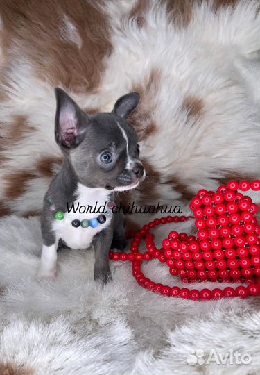 Шикарная Мини Девочка