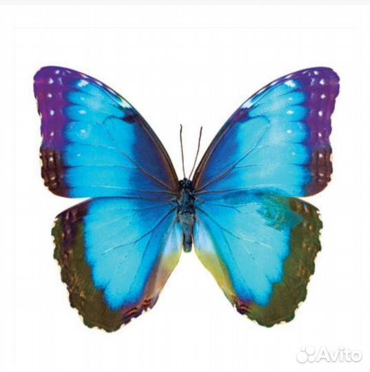 Фотообои флизелиновые Бабочка. Доставка