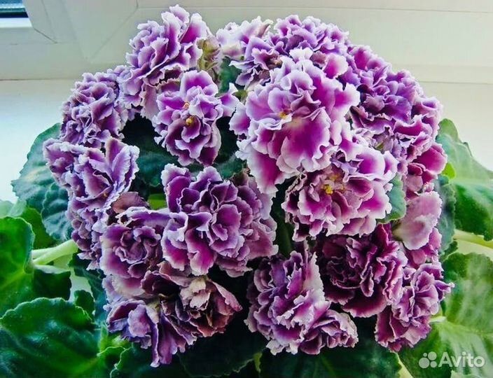 Фиалка «Герцогиня»