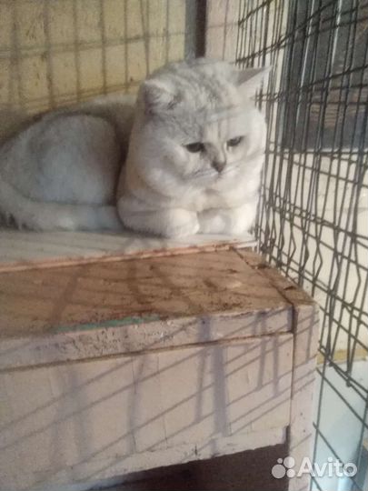 Кот на вязку