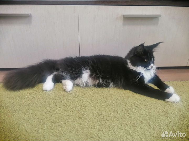 Котята мейн-кун