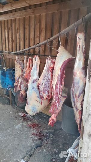 Конина частями