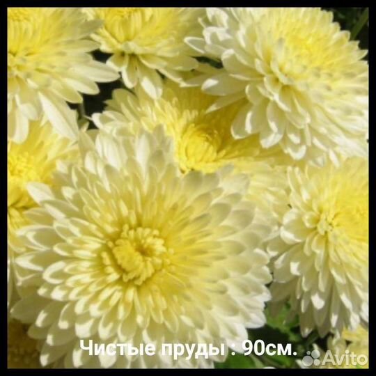 Хризантема садовая
