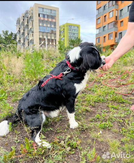 Красивая собака метис с Бордер колли в добрые руки