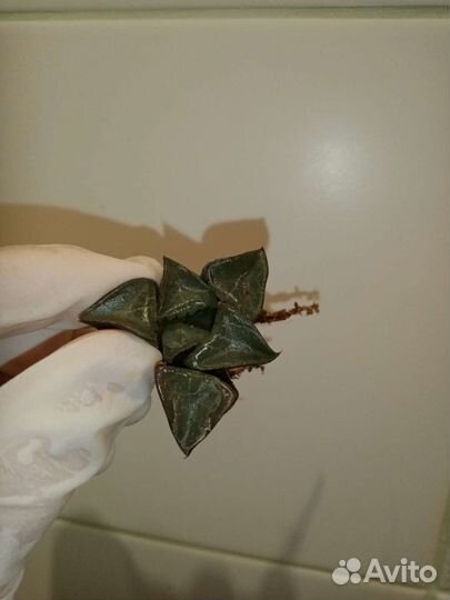 Суккуленты микс