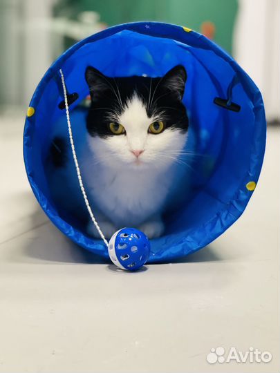 Зоогостиница для кошек, передержка кошек