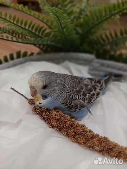 Попугаи ввп чехи