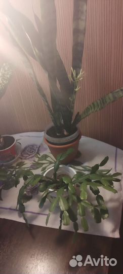 Комнатные цветы