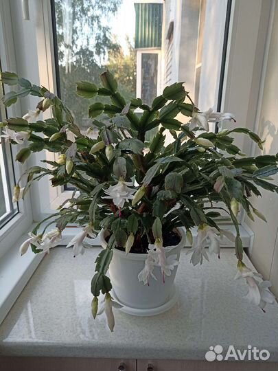 Цветок декабрист