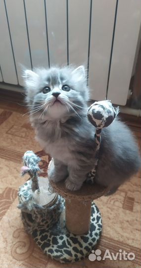 Пушистый красавец