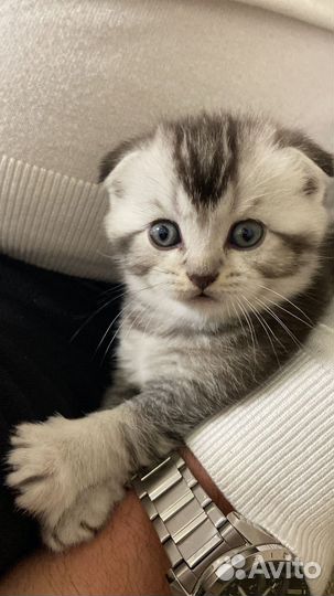 Шотладские котята