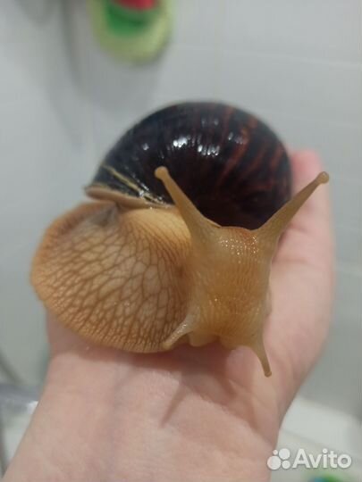 Улитки Ахатины