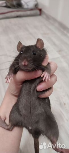 Крыса дамбо девочка