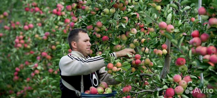 Требуется Сборщик яблок
