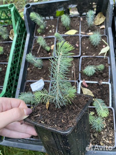 Ель энгельмана