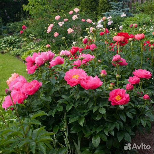 Пионы разных сортов 2 х летнии