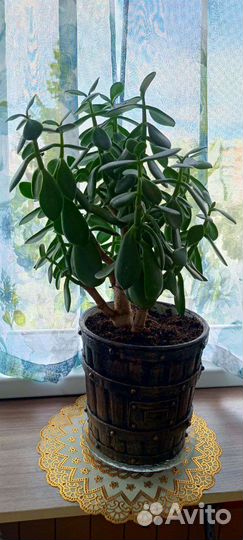 Денежное дерево толстянка