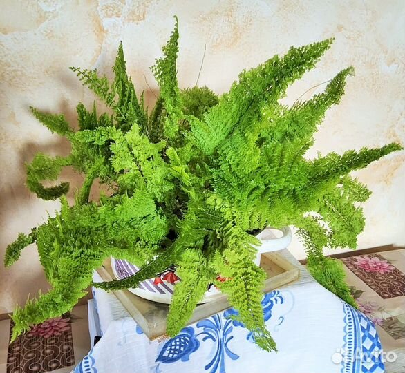 Нефролеписы