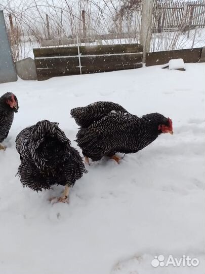 Куры плимутрок, джерсы петух