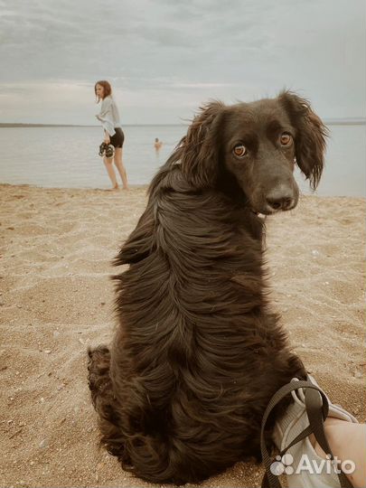 Собака спаниель отдам