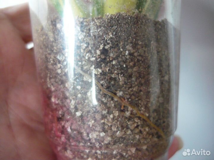 Сансевиерия 