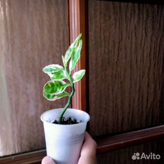 Цветы