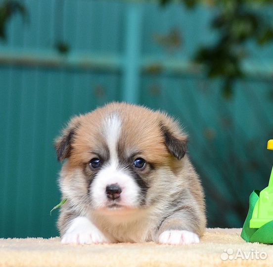 Малыши коржики