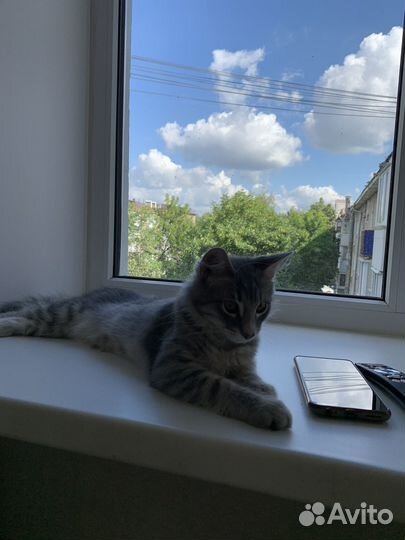 Кот в добрые руки