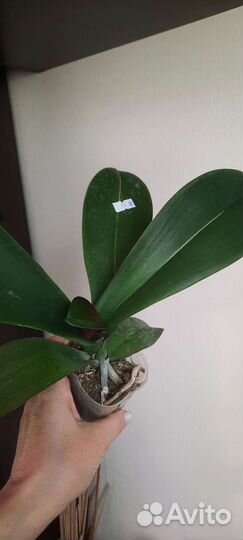 Орхидея фаленопсис I-Hsin Violet Angel