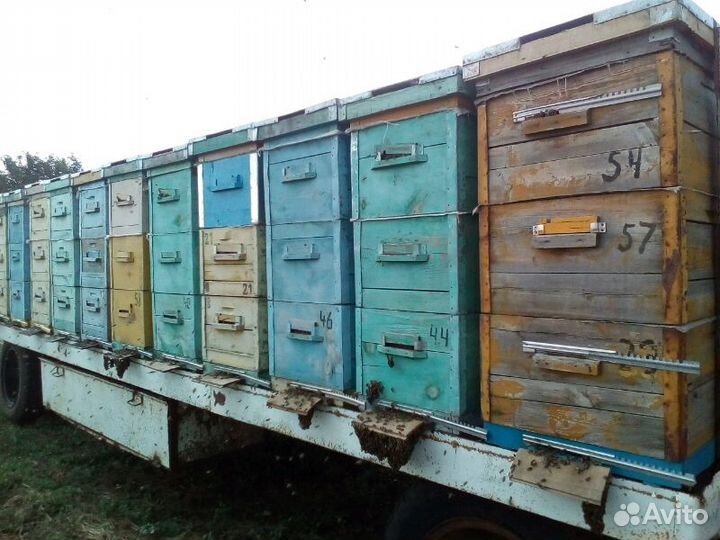 Мёд Разнотравие с подсолнечником