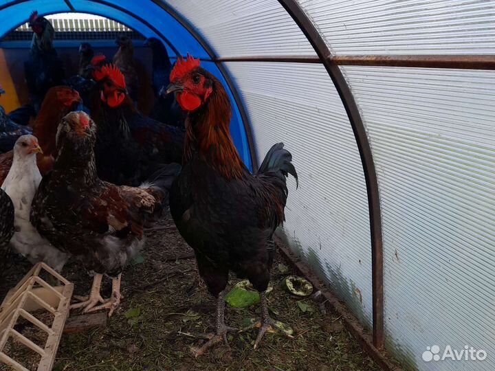Петухи Московская черная