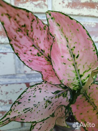 Аглаонема Rosy