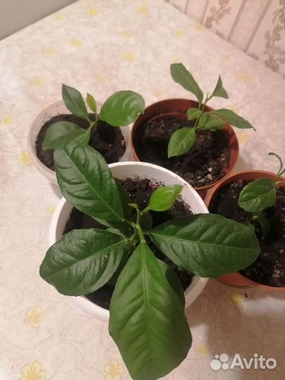 Лимонное дерево