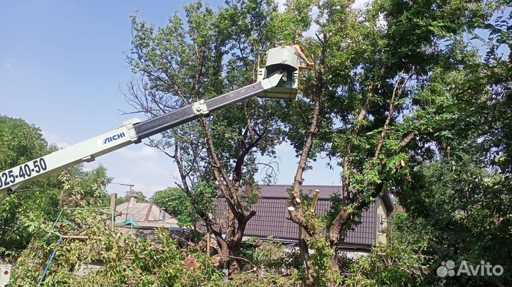 Спил деревьев. Крона. Благоустройтво. Вывоз