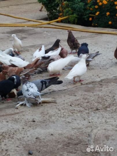 Голуби