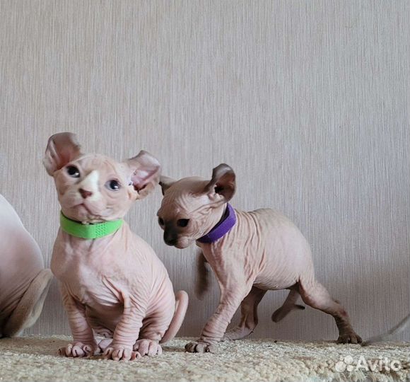 Канадский сфинкс Эльфики