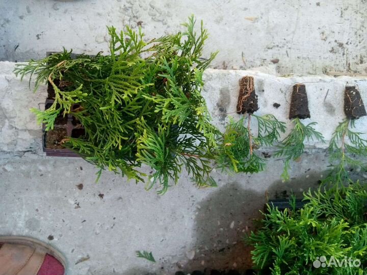 Туя смарагд