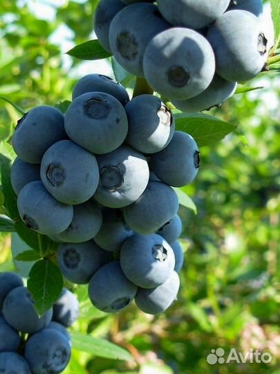 Торф верховой кислый для голубики