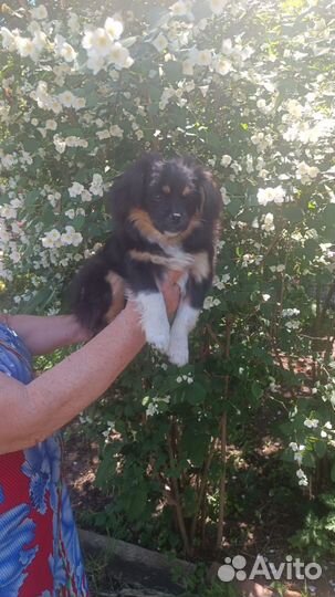 Щенки пекинеса