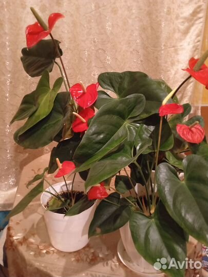 Комнатные цветы антуриум