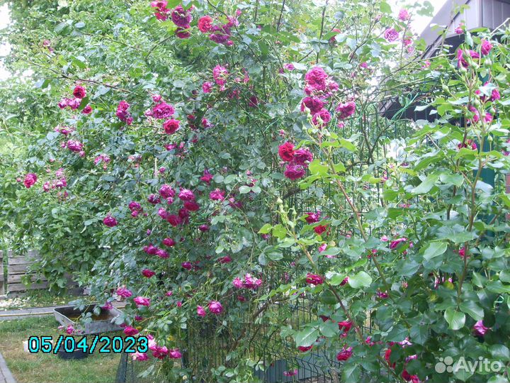 Саженец плетистой розы