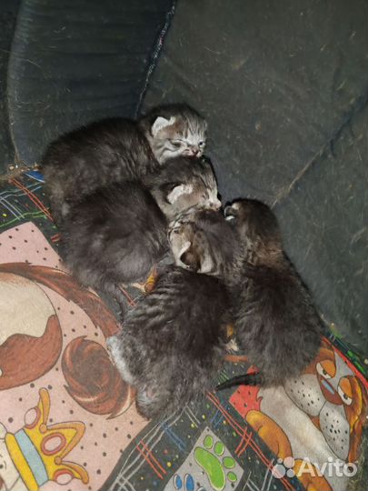 Котята в добрые руки