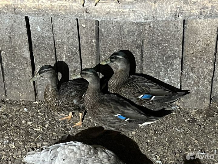 Подсадные утки для охоты