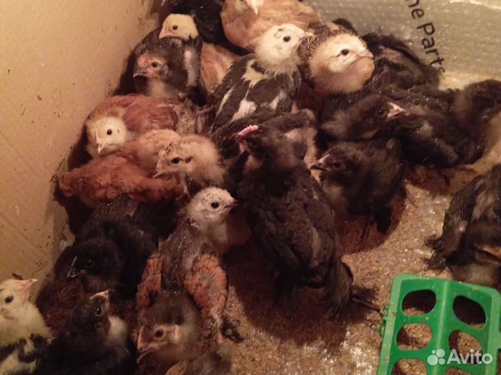 Цыпленок порода: Кохинхин,Брама