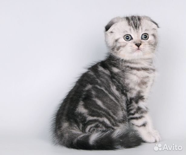 Плюшевое счастье