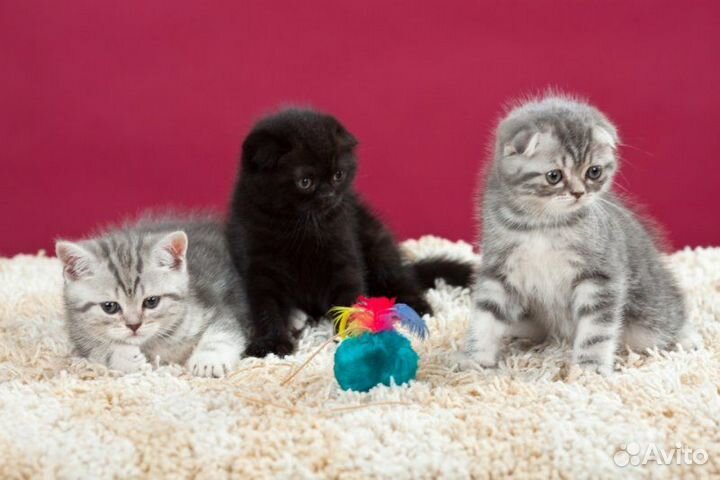 Плюшевое счастье