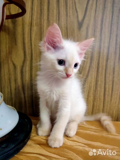 Котенок в добрые руки